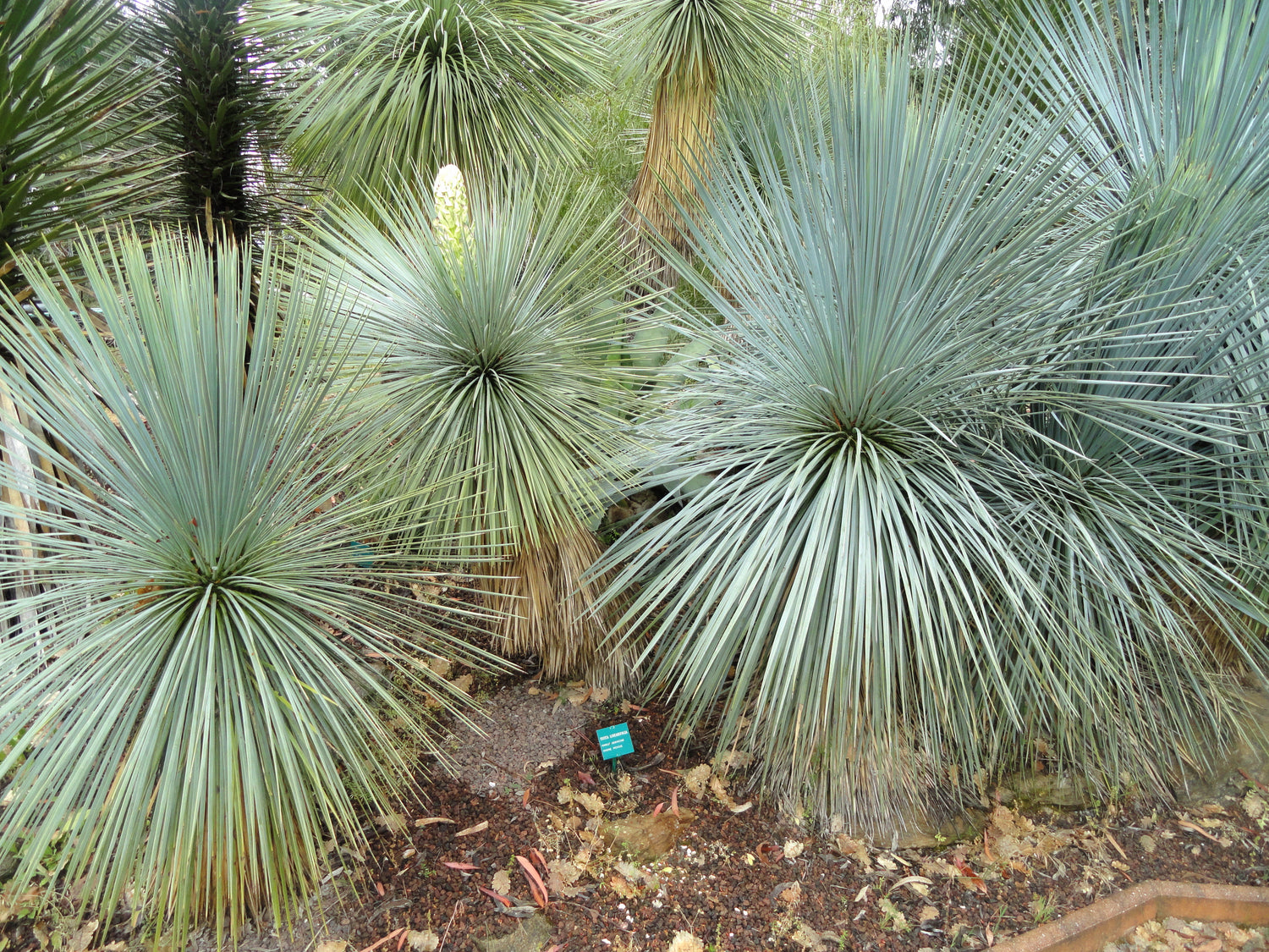 Yucca Plants