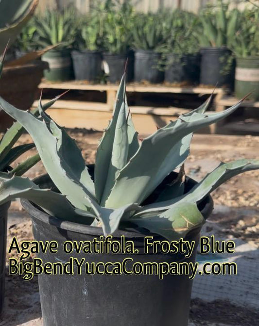 Agave ovatifolia ‘Frosty Blue’ – 1 Gallon Bare Root