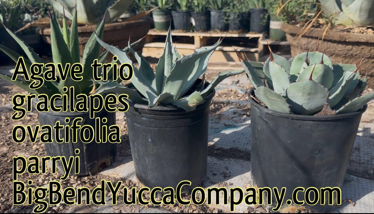 Mix & Match Agave Trio Bundle