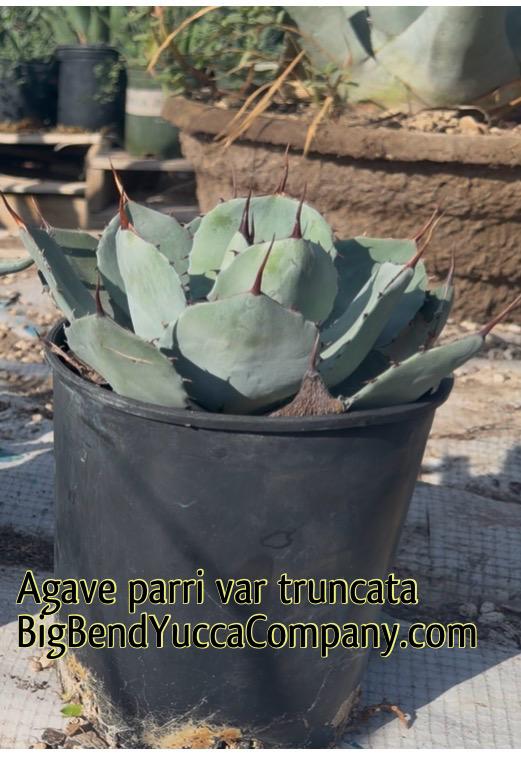 Agave parryi var. truncata – 1 Gallon Bare Root