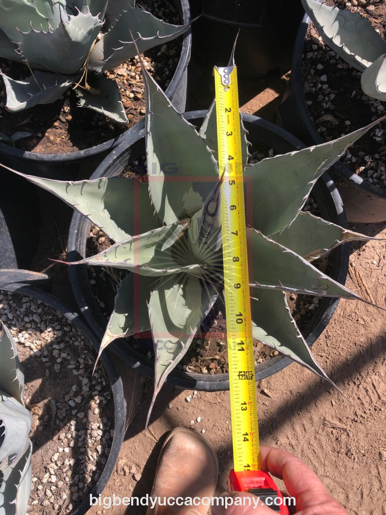 Agave havardiana plants for sale, shipped from grower, yucca plants for sale, buy yuccas online