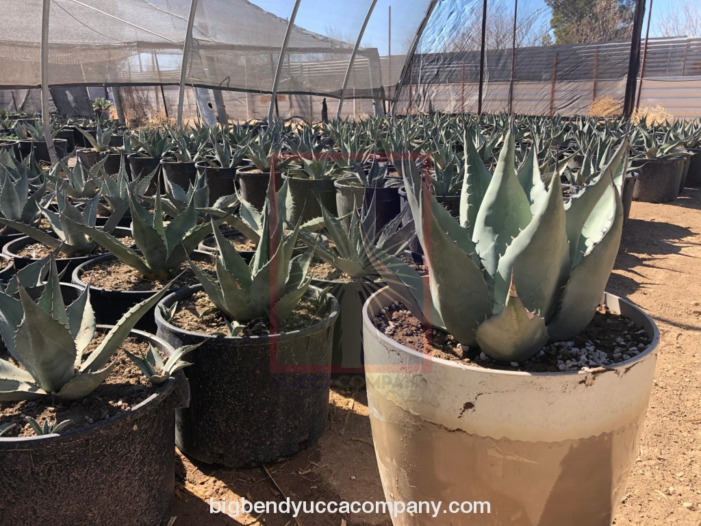 Agave havardiana plants for sale, shipped from grower, yucca plants for sale, buy yuccas online