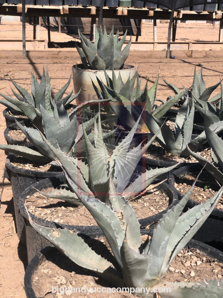 Agave havardiana plants for sale, shipped from grower, yucca plants for sale, buy yuccas online