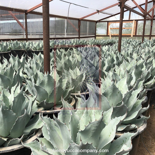 shop blue agave yucca plants, buy online, shipped - Sustainably grown and shipped directly from our farm! Agave ovatifolia 'Frosty Blue' (Whale's Tongue Agave)