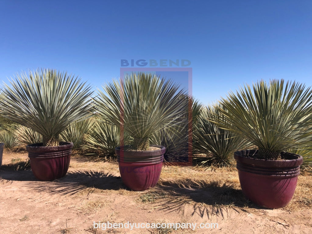 Big Bend Yucca Rostrata 3 Ft. Tree Bushes & Shrubs