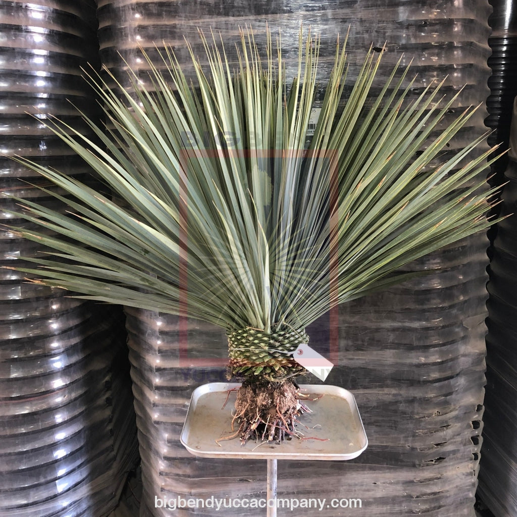 Big Bend Yucca Rostrata 3 Ft. Tree Bushes & Shrubs