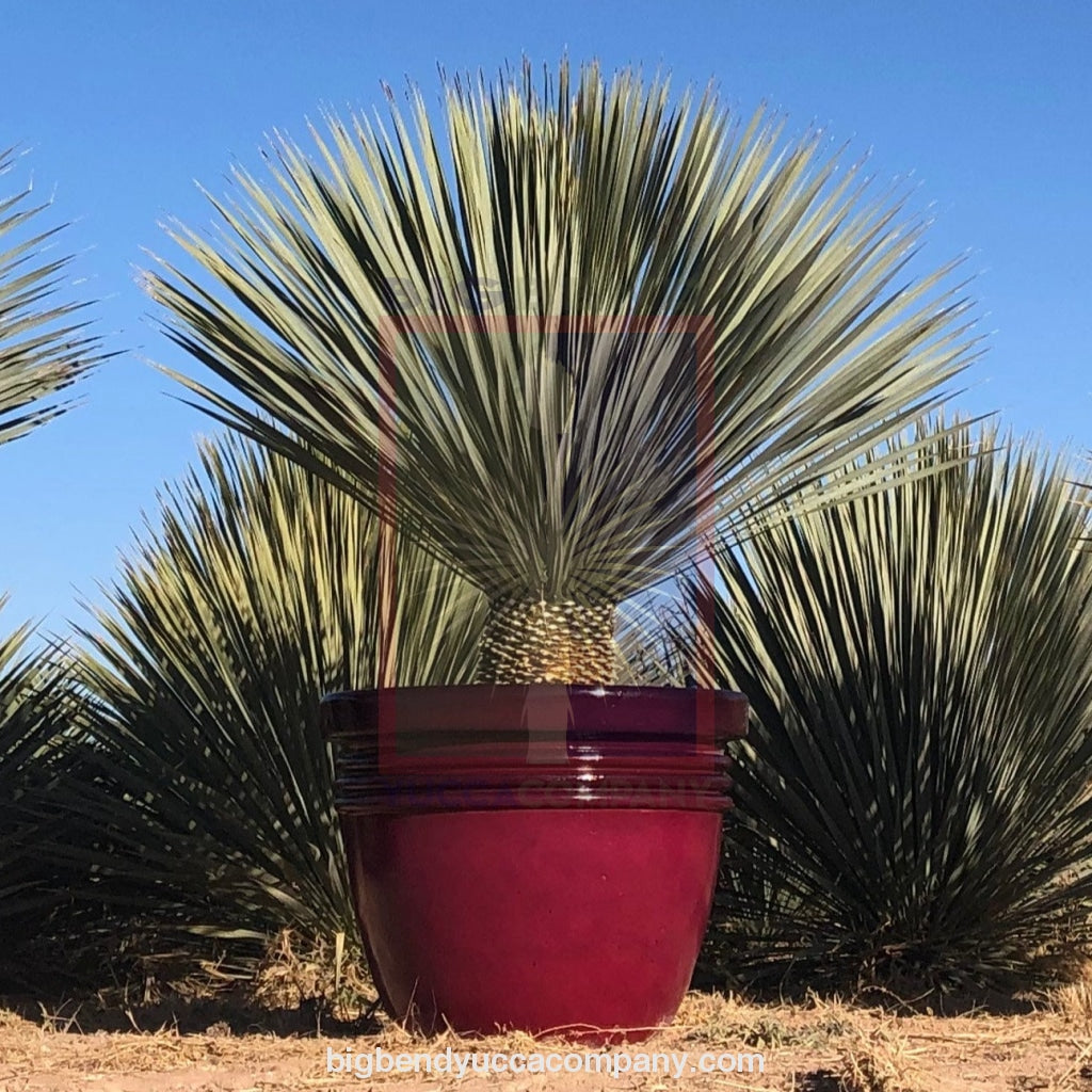 yucca cane pot size Big Bend Yucca Rostrata Plants, Large Size 3' Foot Tree – Big Bend Yucca Company