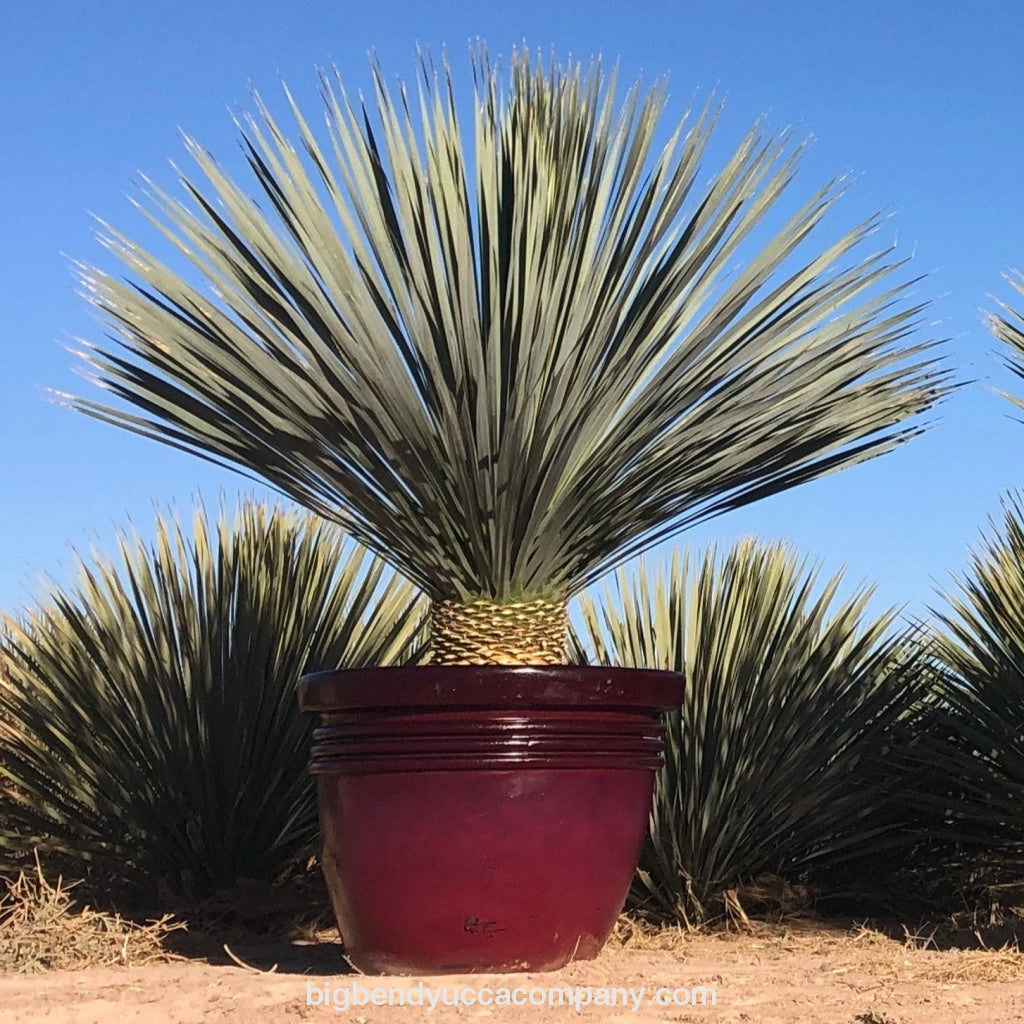 yucca cane size Big Bend Yucca rostrata Plant 3' ft. 6'' Plant Mexican seed collected