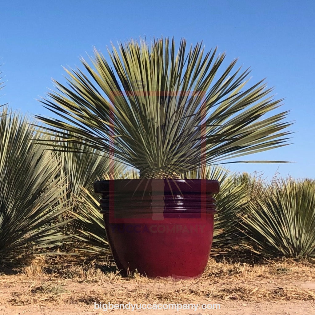 2 foot pot plant Big Bend Yucca Rostrata Plants, Large Size 2' ft. 6" Tree – Big Bend Yucca Company