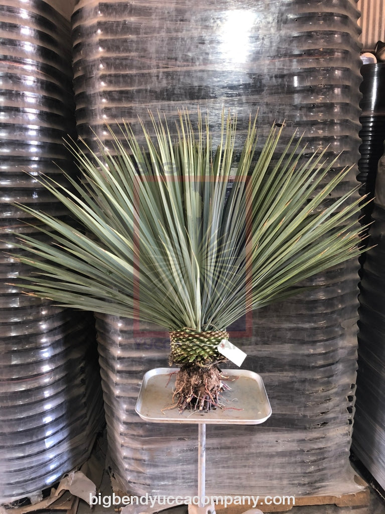 Yucca Rostrata Plants for sale