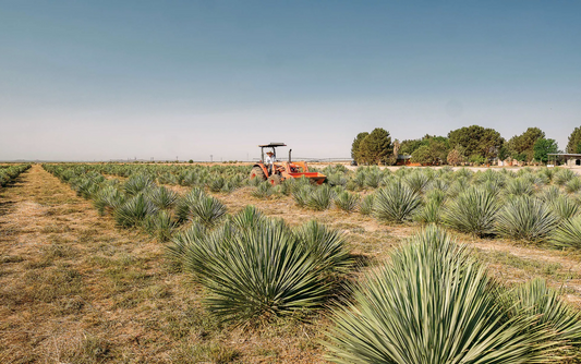 Big Bend Yucca Co. Featured in Texas Monthly