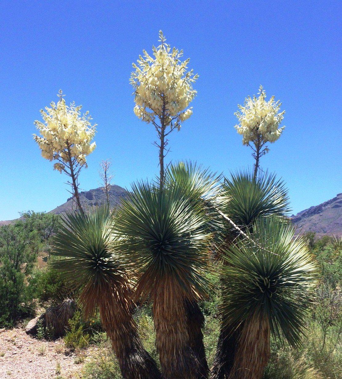 5 Ft. Yucca Trees