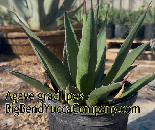Agave gracilipes – 1 Gallon Bare Root