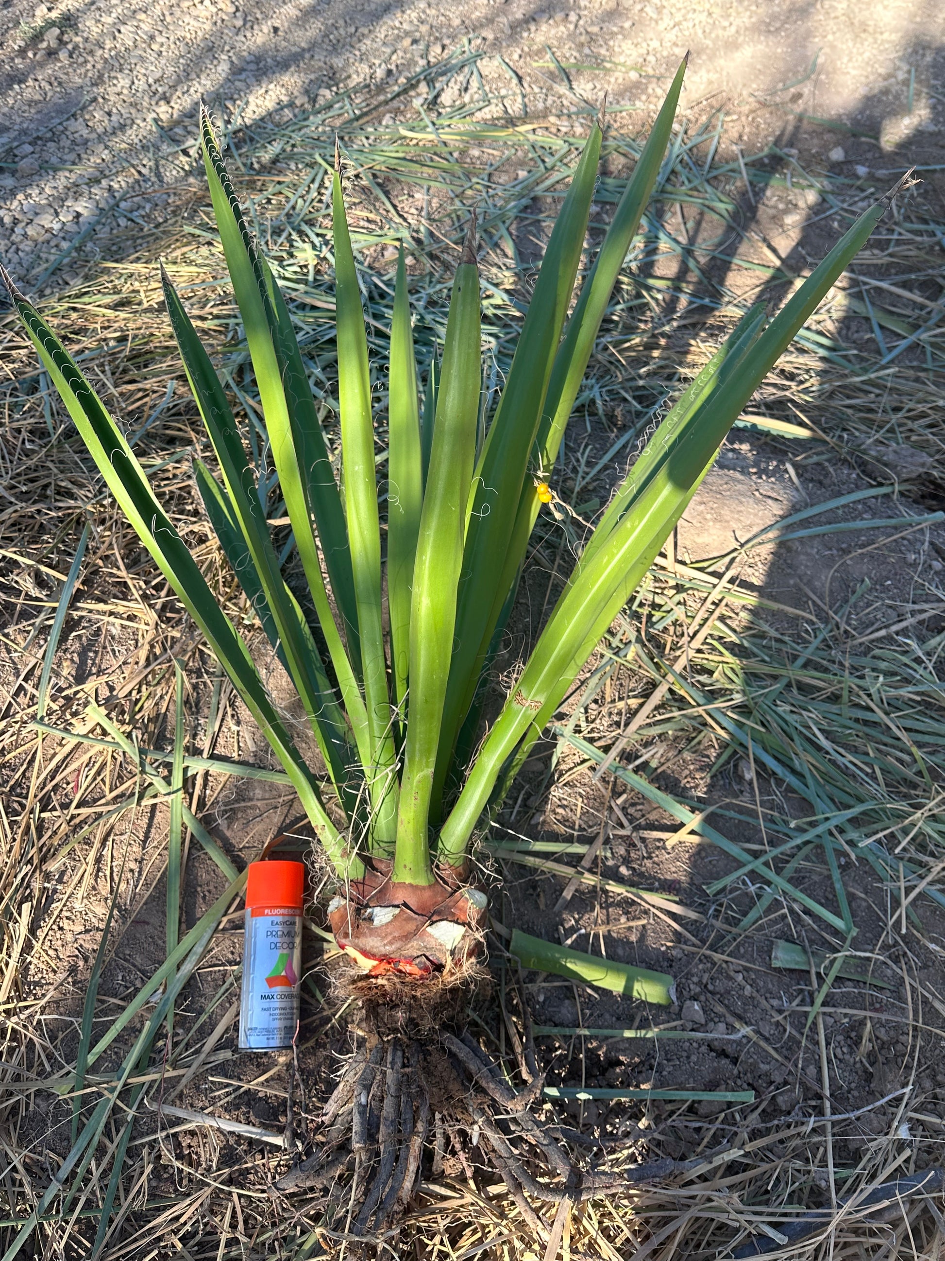 yucca potting mix Yucca faxoniana (Yucca Faxon) Brewster County seed- 2'0''