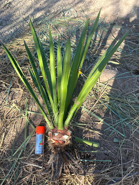 Yucca faxoniana (Yucca Faxon) Brewster County seed- 2'0'' - 3'0'' H Plants
