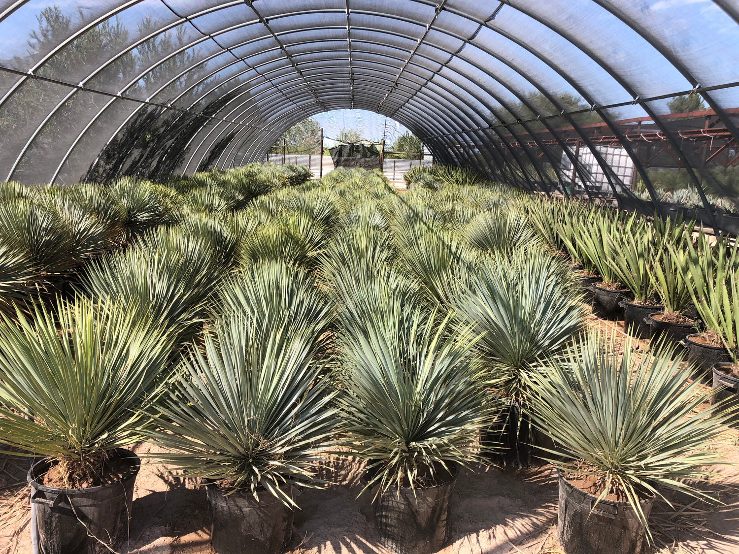 big bend yucca company - yucca plants shipped direct from the grower