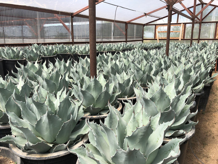 Large Yucca Plants Shipped Direct from Grower | Big Bend Yucca Co ...