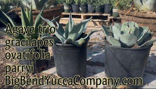 Mix & Match Agave Trio Bundle