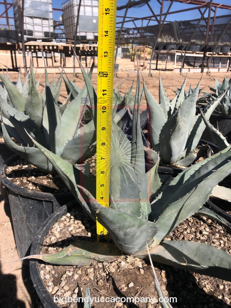 Agave havardiana plants for sale, shipped from grower, yucca plants for sale, buy yuccas online