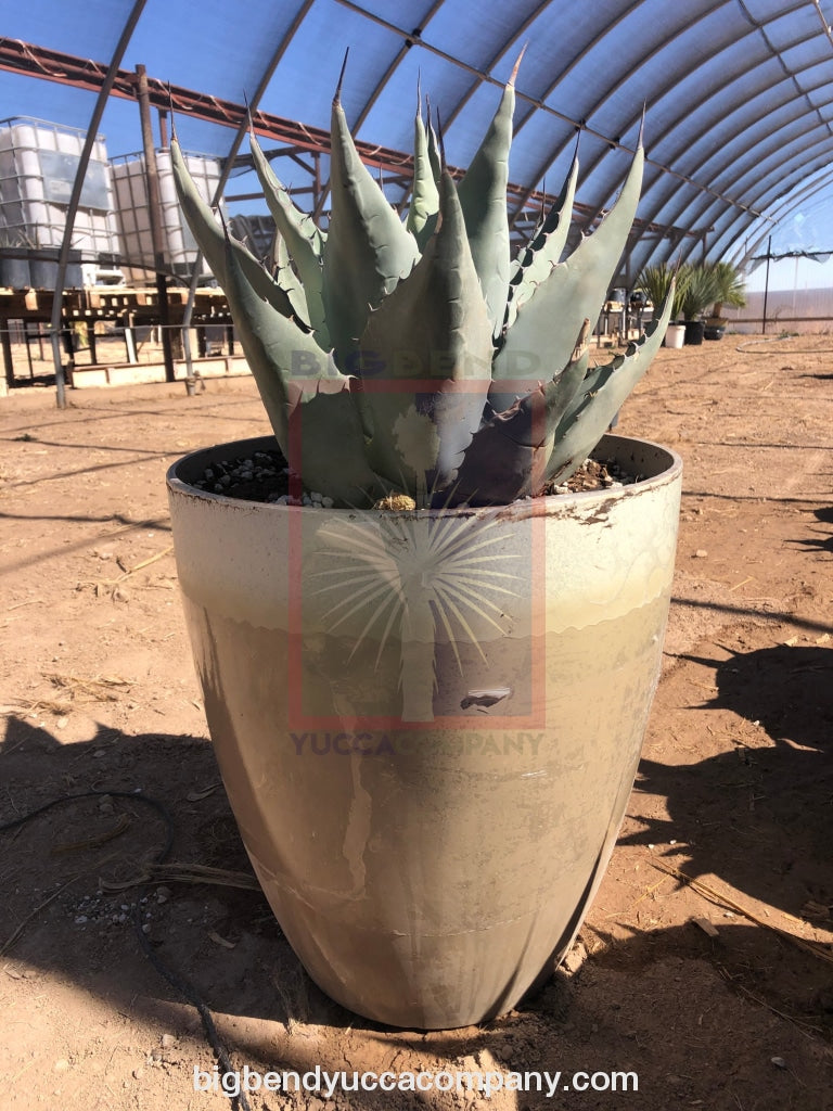 Agave havardiana plants for sale, shipped from grower, yucca plants for sale, buy yuccas online