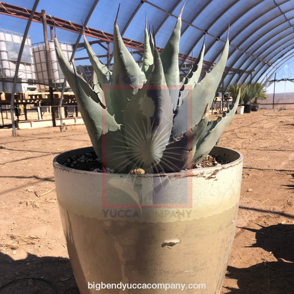 Agave havardiana plants for sale, shipped from grower