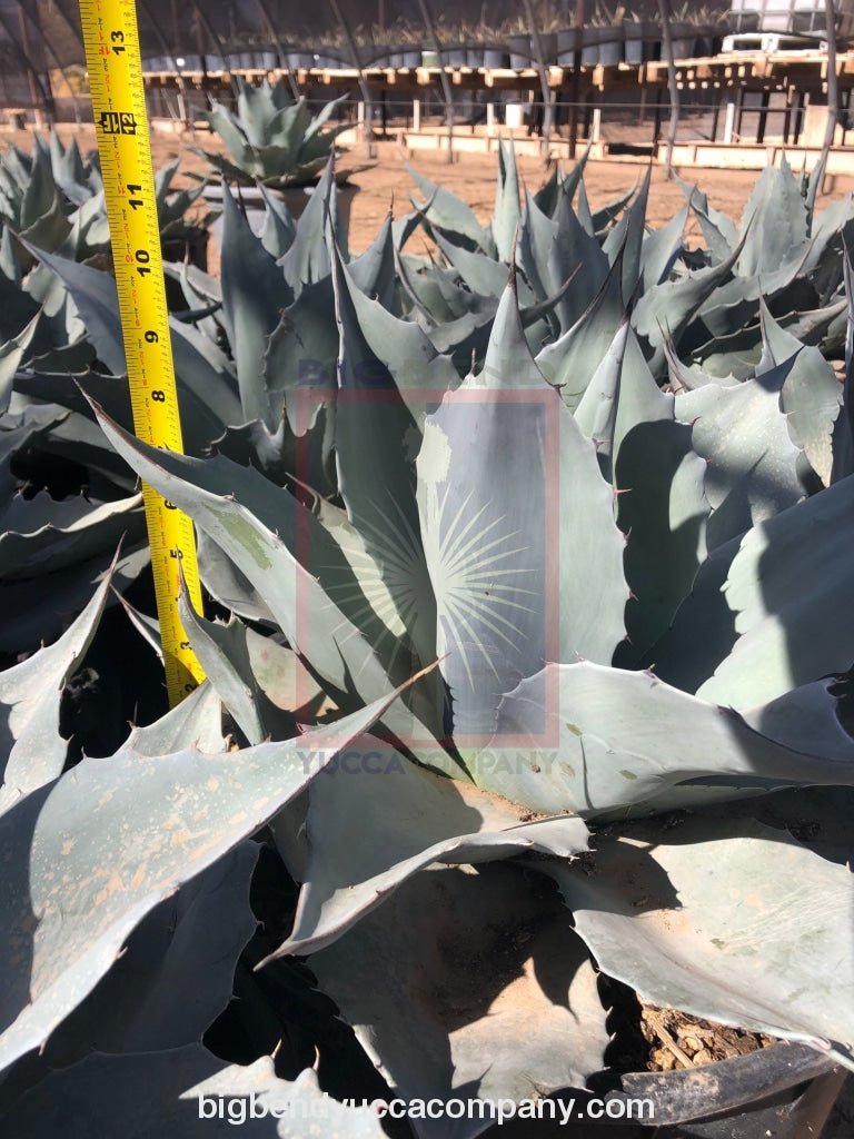 Buy blue agave yucca plants, buy online, shipped.shop blue agave yucca plants, buy online, shipped - Sustainably grown and shipped directly from our farm! Agave ovatifolia 'Frosty Blue' (Whale's Tongue Agave)