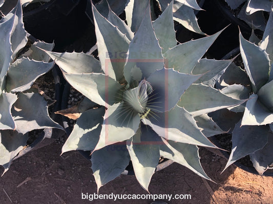 Buy blue agave yucca plants, buy online, shipped.shop blue agave yucca plants, buy online, shipped - Sustainably grown and shipped directly from our farm! Agave ovatifolia 'Frosty Blue' (Whale's Tongue Agave)