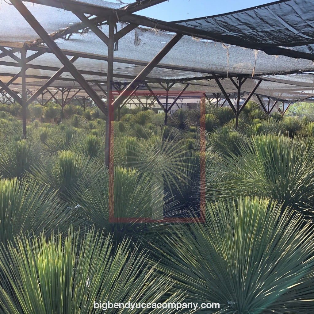 shop yucca plants, buy online, shipped