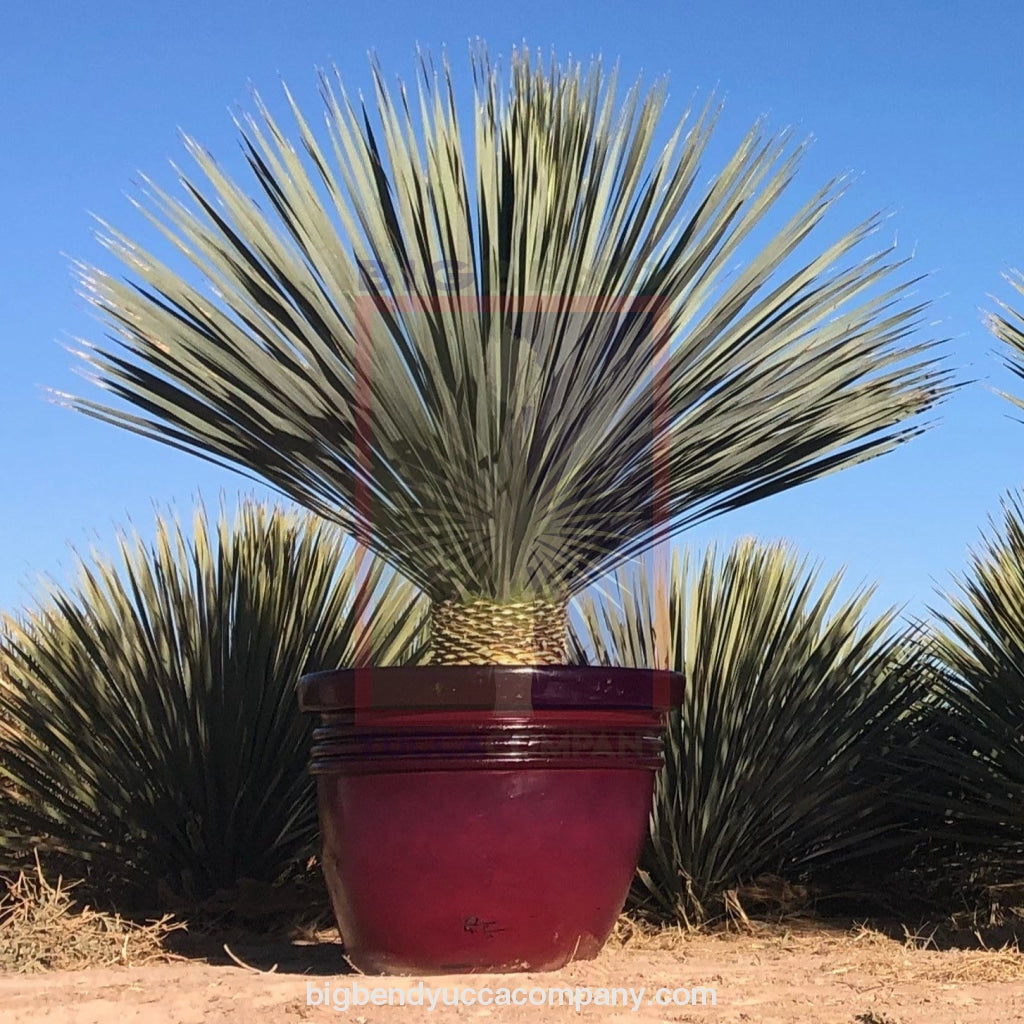 Yucca Rostrata - Palmeras Y Jardines