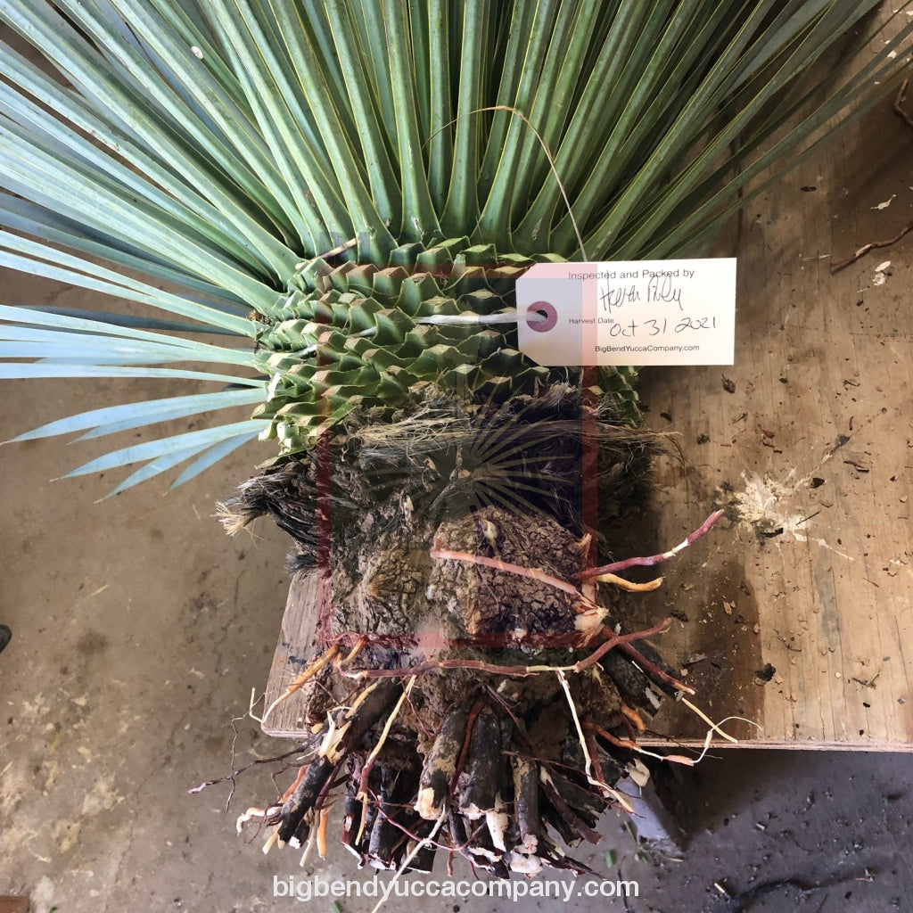 shop yucca plants, buy online, shipped to home