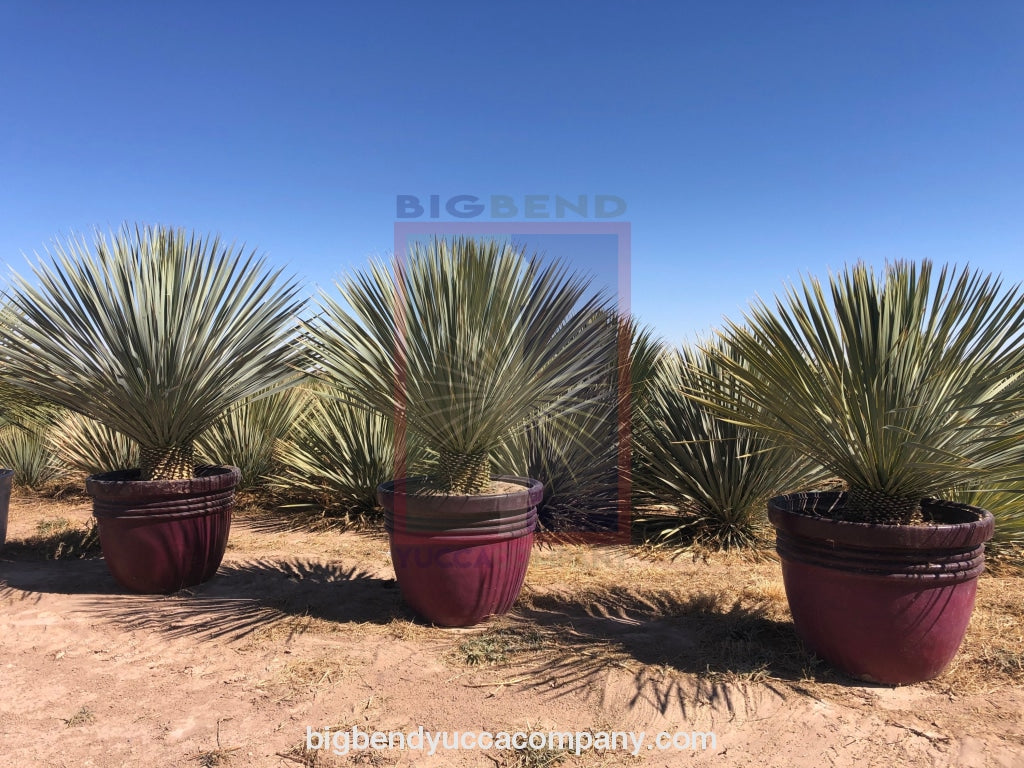 Big Bend Yucca Rostrata 3 Ft. 6 Plant Bushes & Shrubs