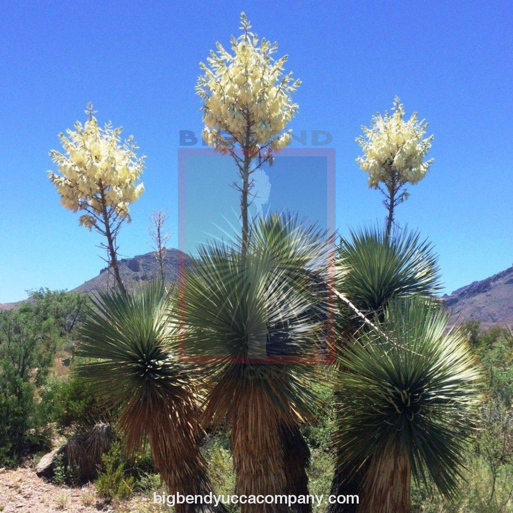 Yucca Faxoniana (Yucca Faxon) Plant - 2 Ft. 3 6 H Plants Landscaping & Garden