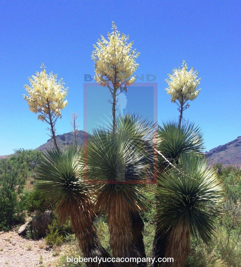 Yucca faxoniana (Yucca Faxon) Brewster County seed- 2'0''