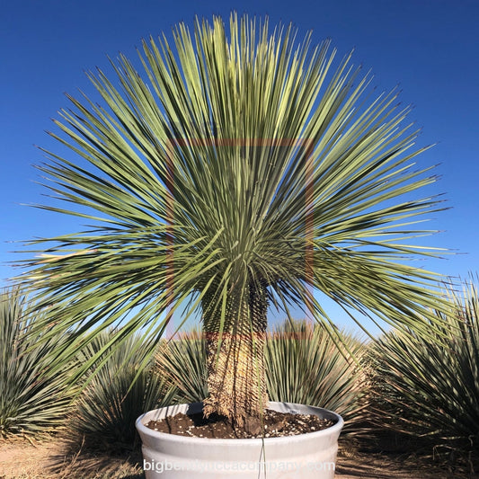 Yucca Linerafolia - 4 Ft. Plant Landscaping & Garden Plants