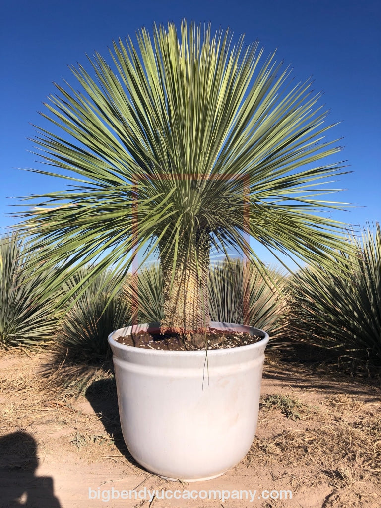 Yucca Linerafolia - 4 Ft. Plant Landscaping & Garden Plants