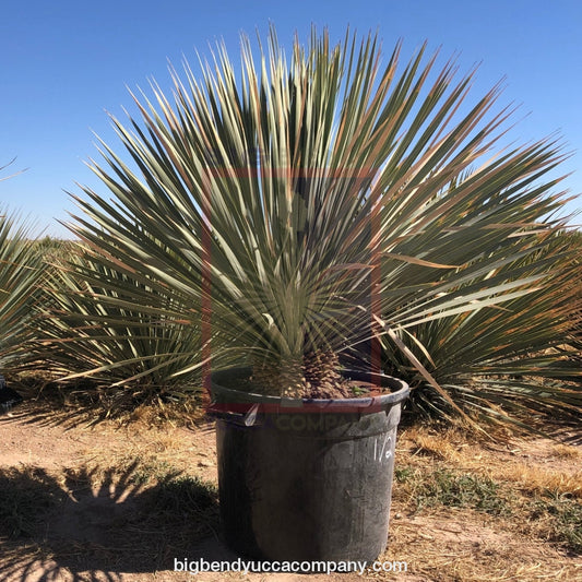 Yucca Linerafolia, buy yucca plants online, shipped from grower