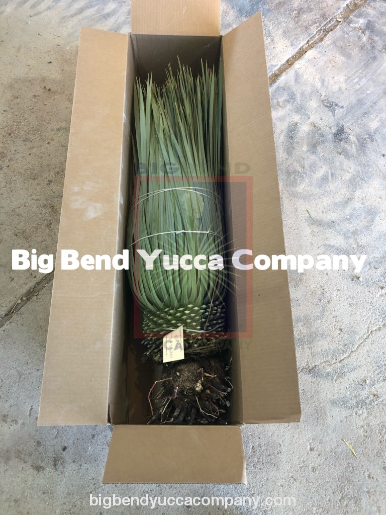 shop yucca plants, buy online, shipped