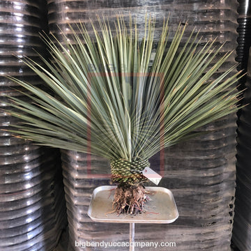 Shop Yucca Plants - Large Plants Shipped Directly from Grower – Big ...